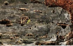 Photo Textures of Wood